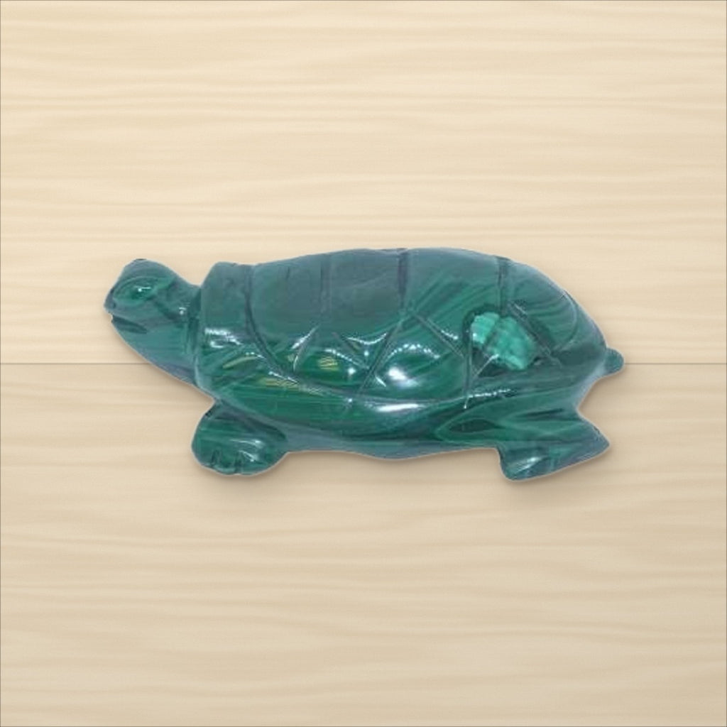 Tortue Malachite