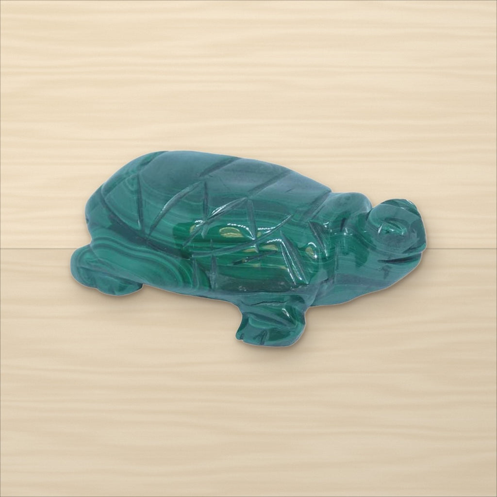 Tortue Malachite