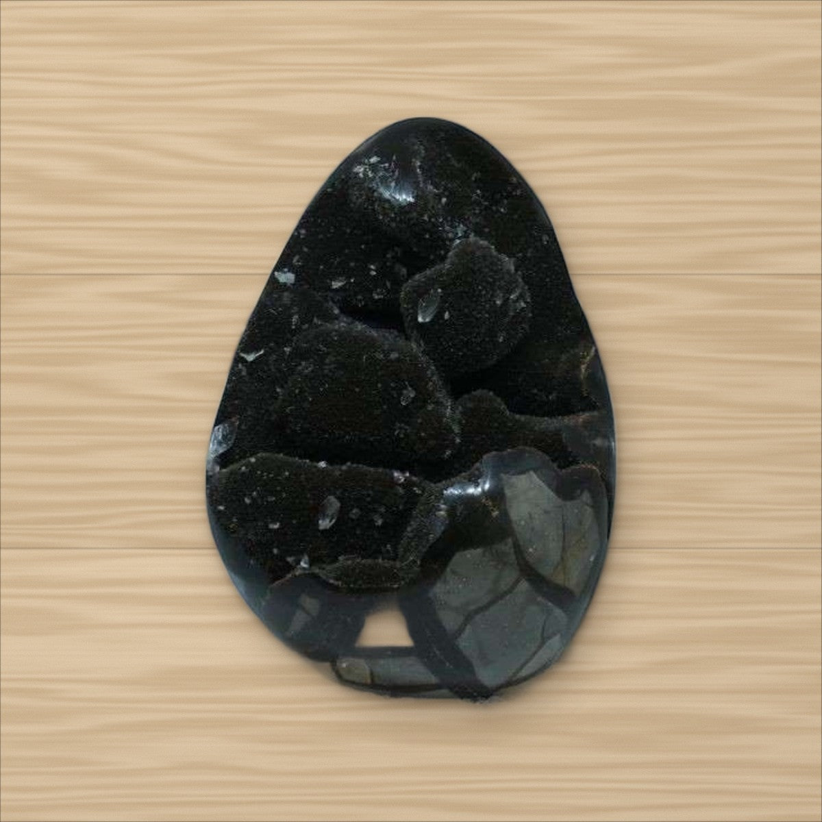 Septaria Sauvage