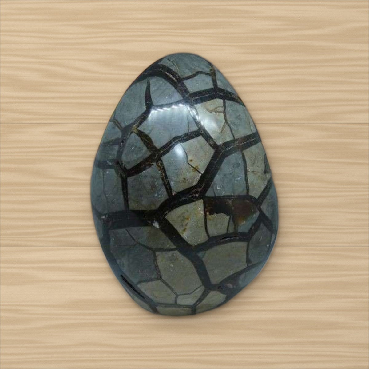 Septaria Sauvage