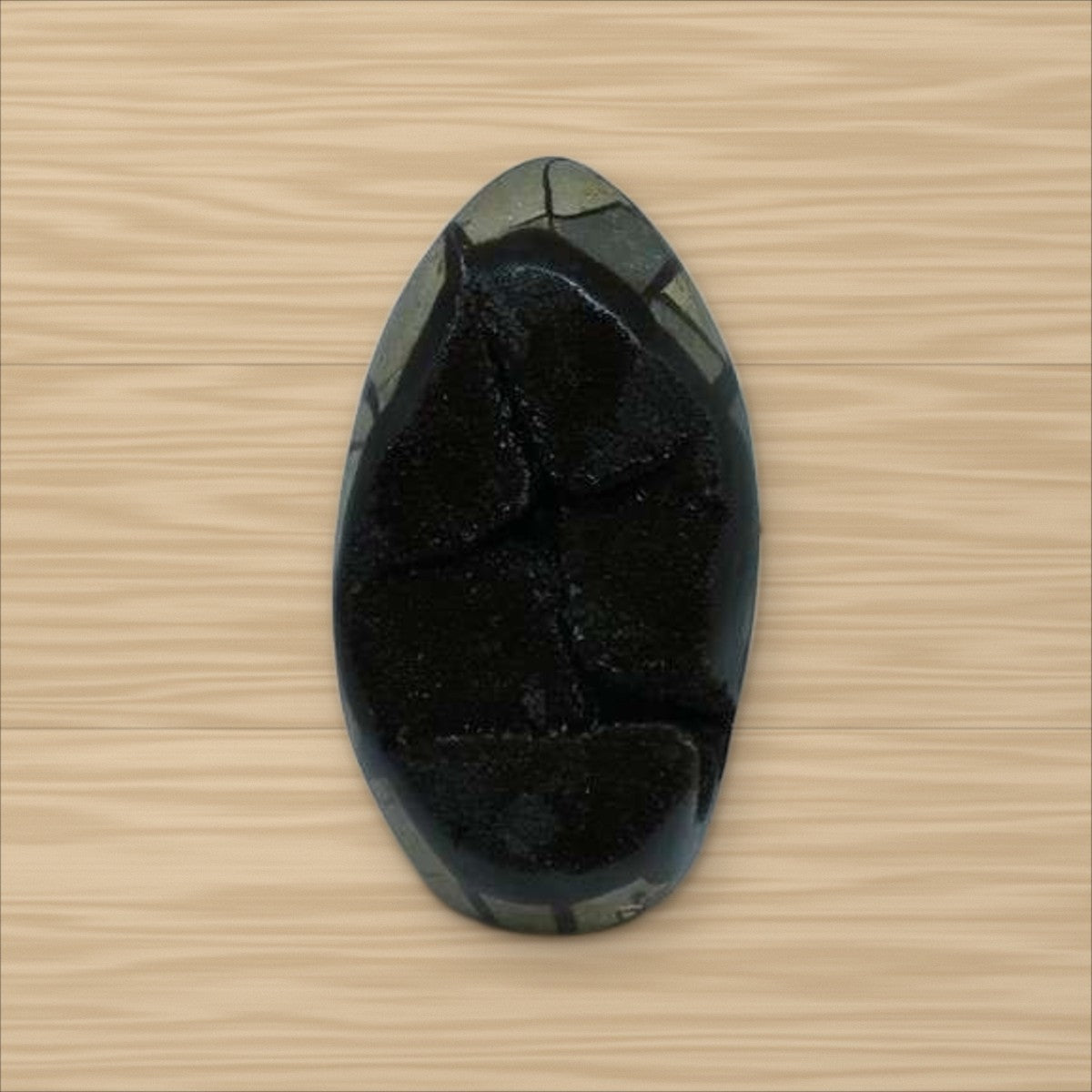 Septaria sauvage (5)