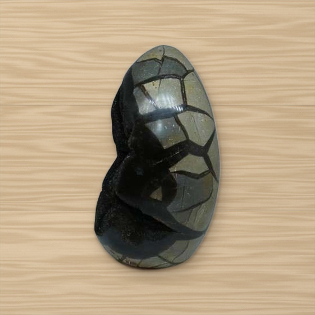 Septaria sauvage (5)