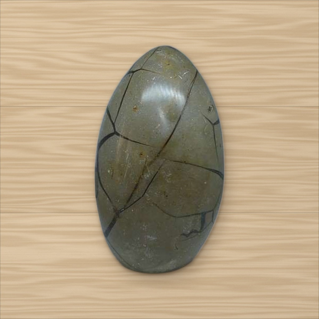 Septaria sauvage (5)