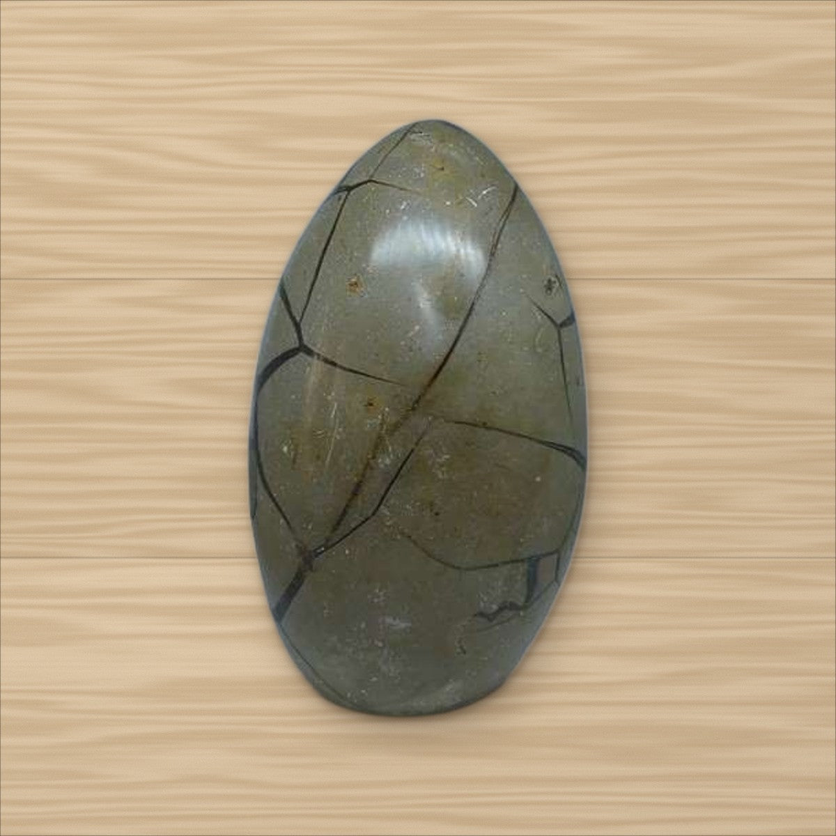 Septaria sauvage (5)