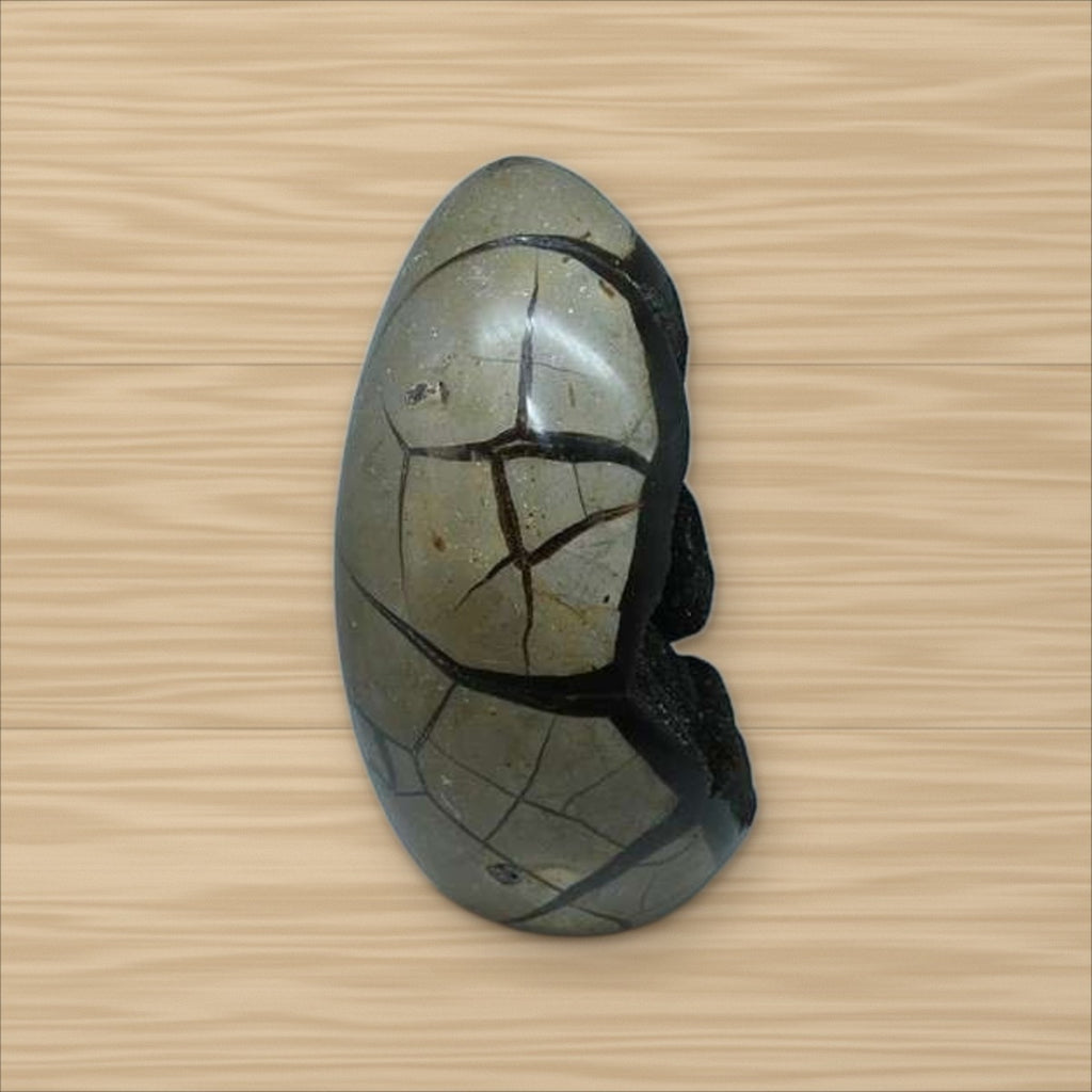 Septaria sauvage (5)