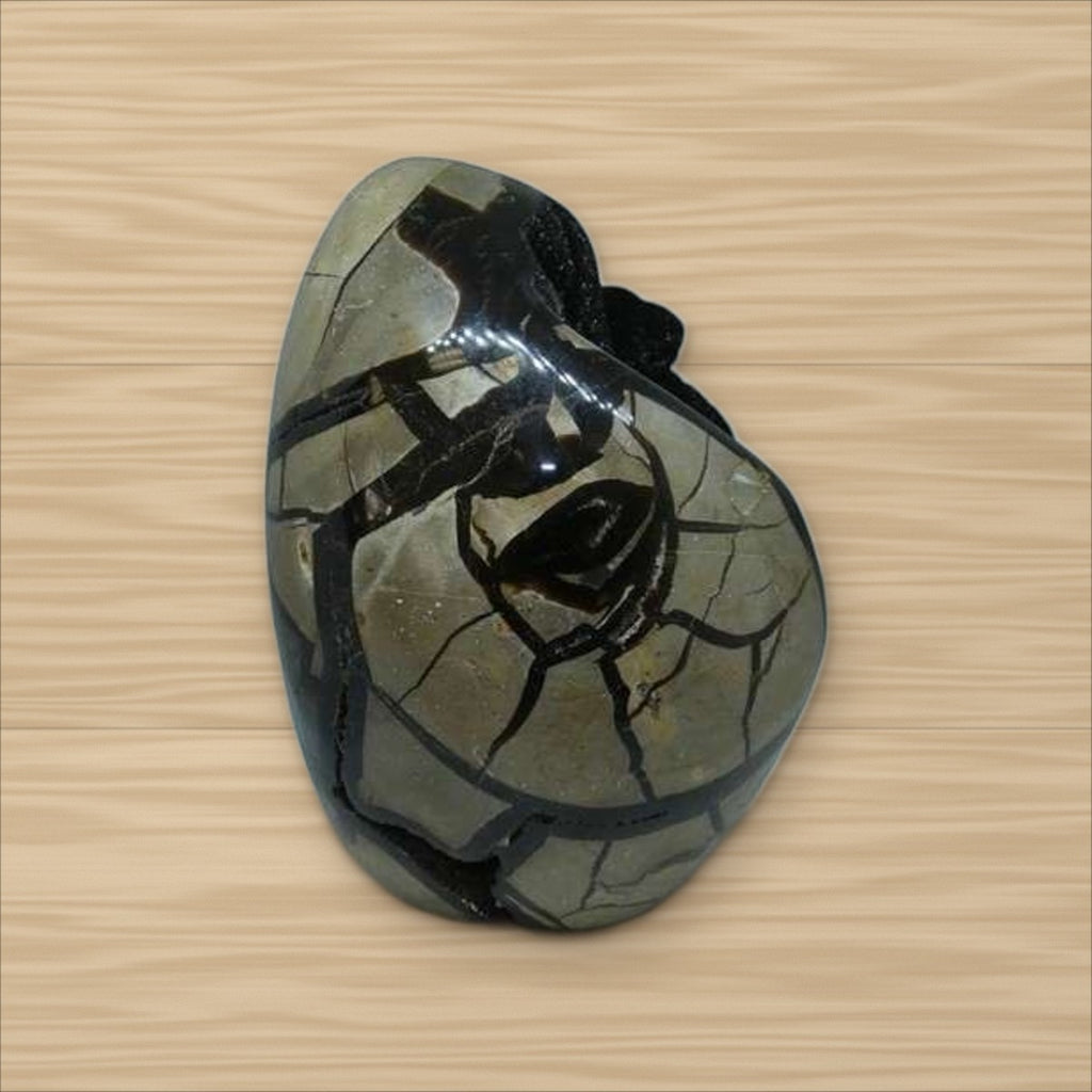 Septaria Sauvage (3)