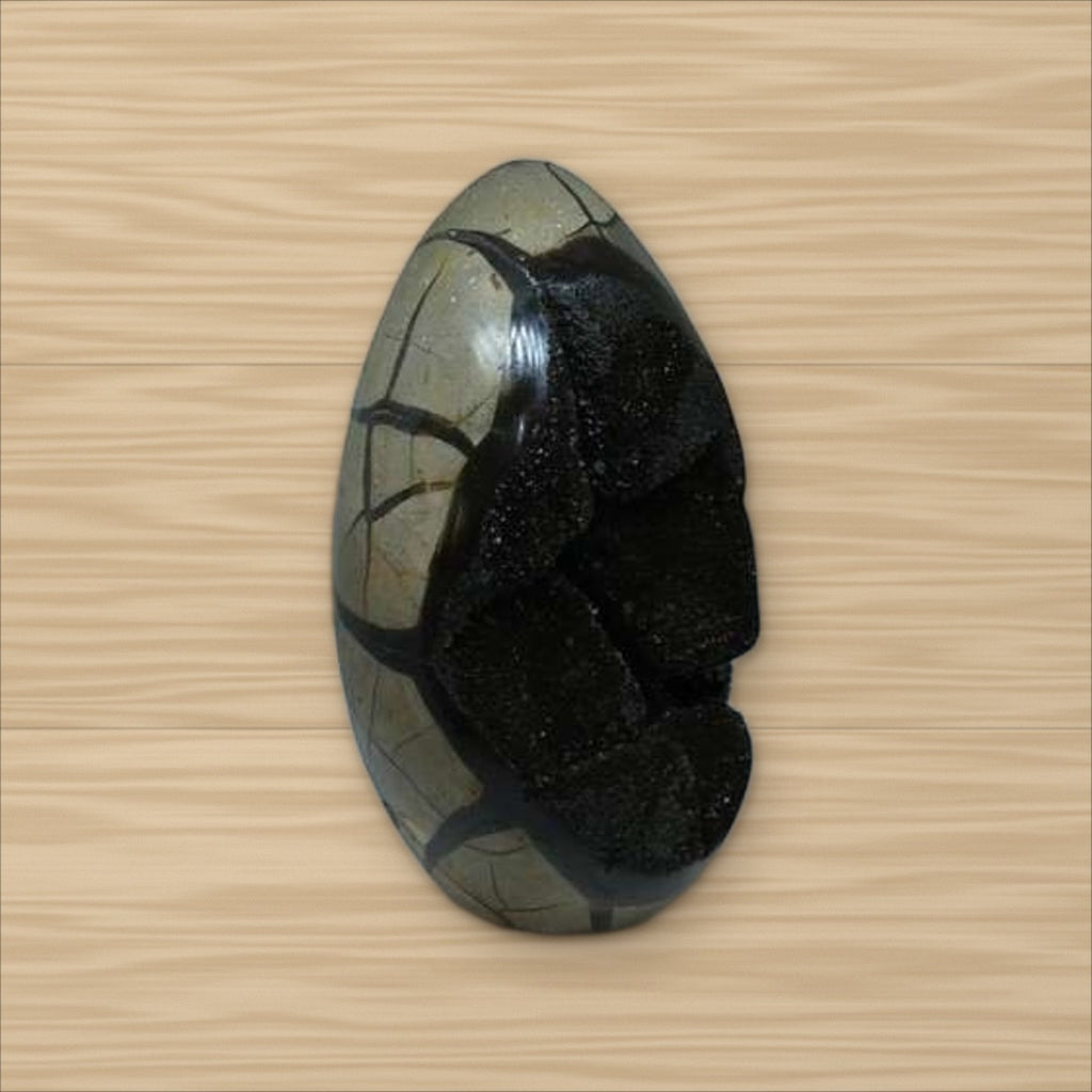 Septaria sauvage (5)